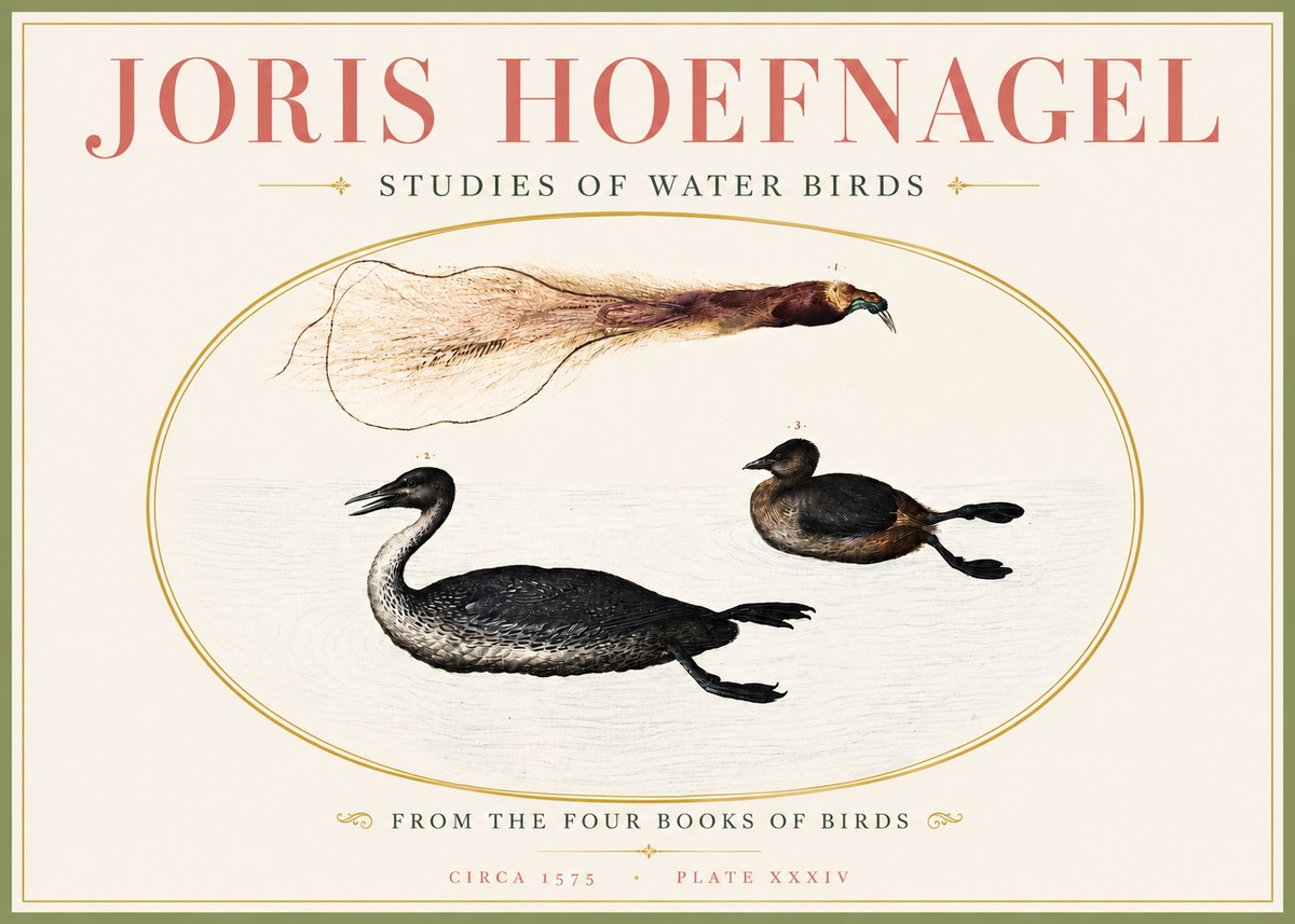 Joris Hoefnagel Studies of Water Birds No4 - Plakát