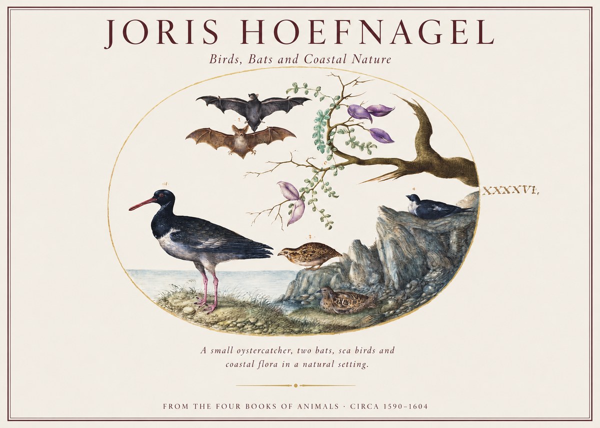 Joris Hoefnagel Birds, Bats and Coastal Nature No1 - Plakát