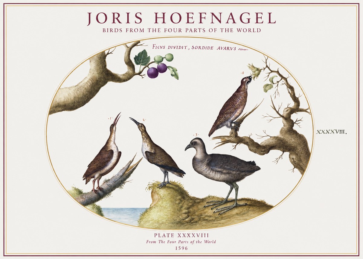 Joris Hoefnagel Birds from the Four Parts of the World No1 - Plakát