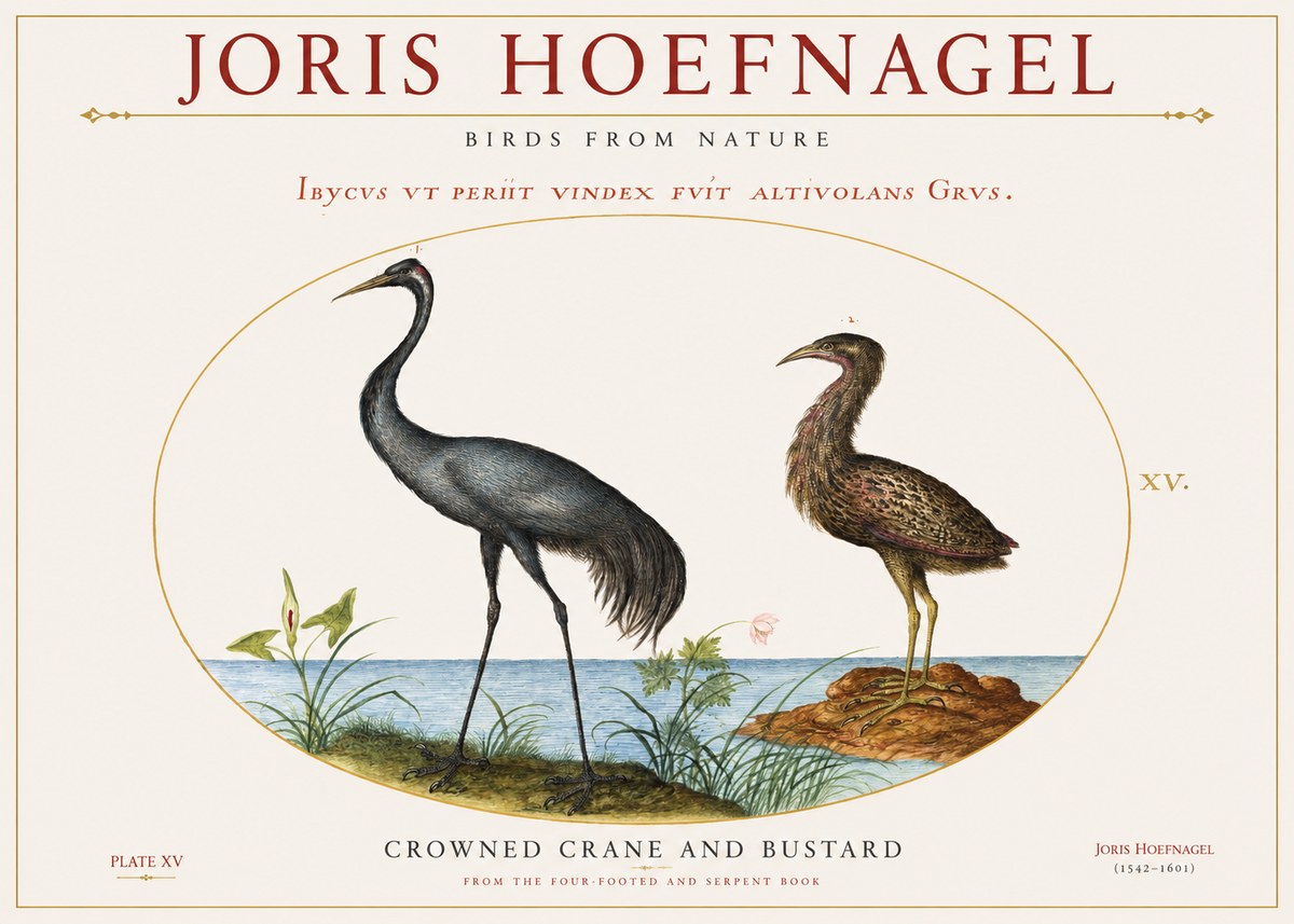 Joris Hoefnagel Crowned Crane and Bustard No1 - Plakát