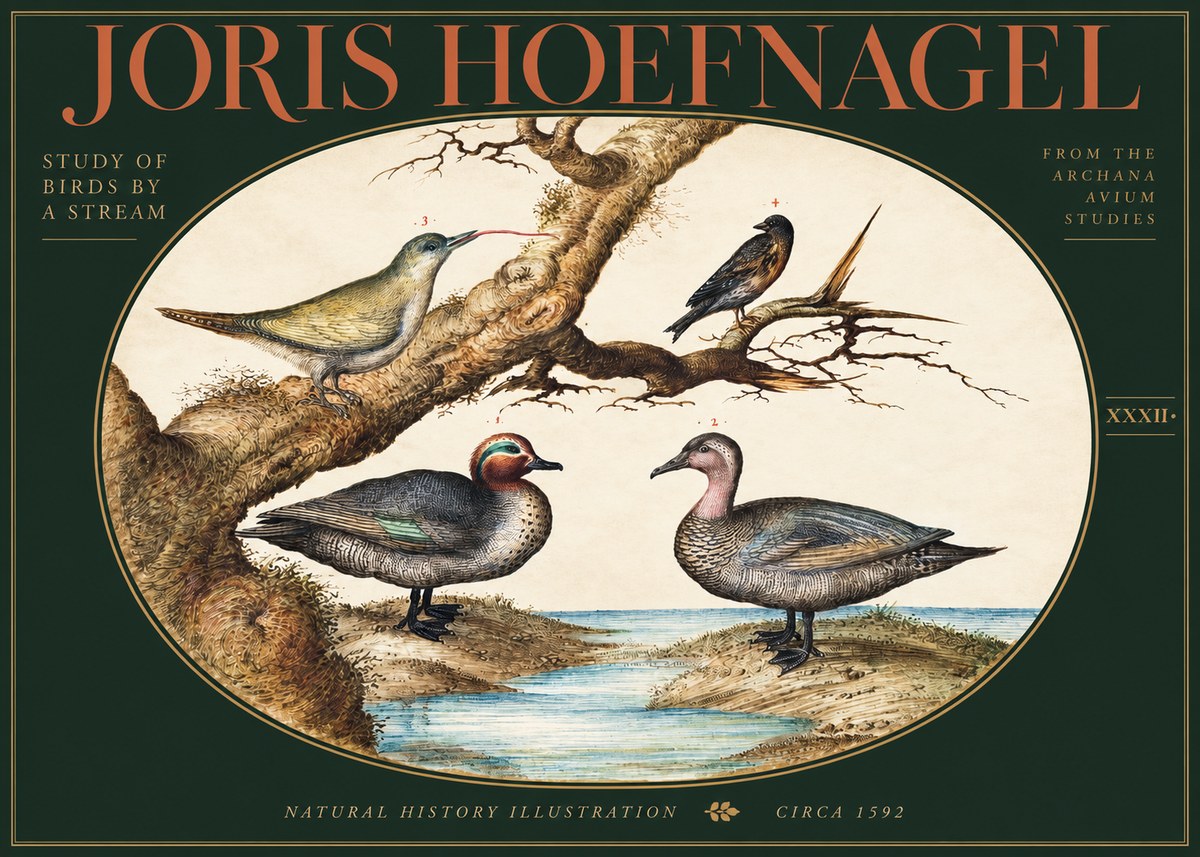 Joris Hoefnagel Study of Birds by a Stream No3 - Plakát