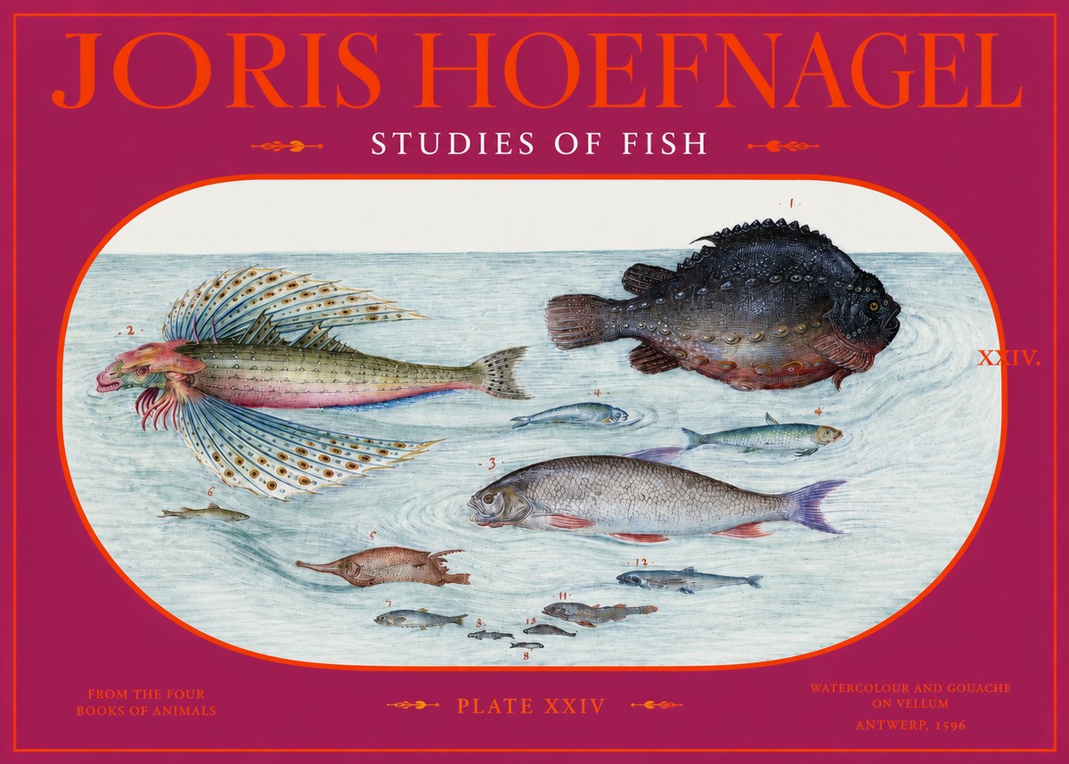 Joris Hoefnagel Studies of Fish II No2 - Plakát