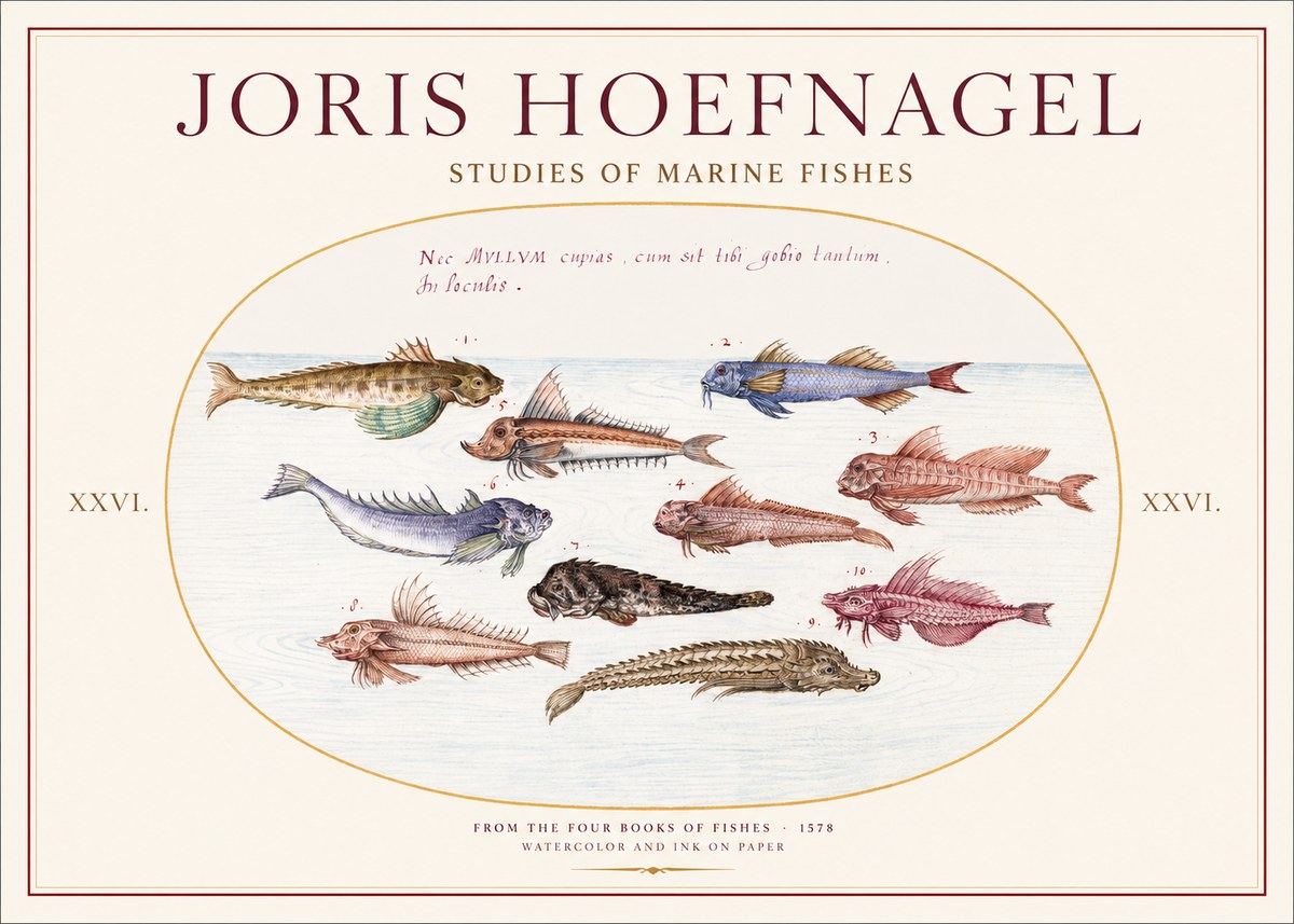 Joris Hoefnagel Studies of Marine Fishes No1 - Plakát