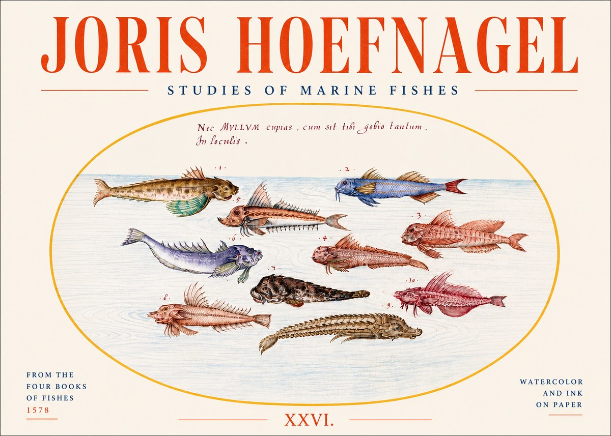 Joris Hoefnagel Studies of Marine Fishes No4 - Plakát
