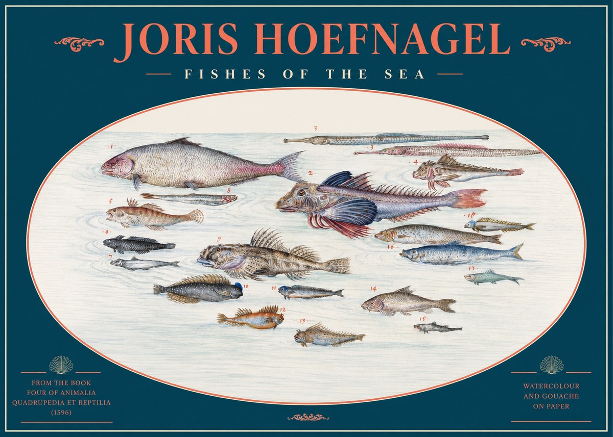 Joris Hoefnagel Fishes of the Sea III No2 - Plakát