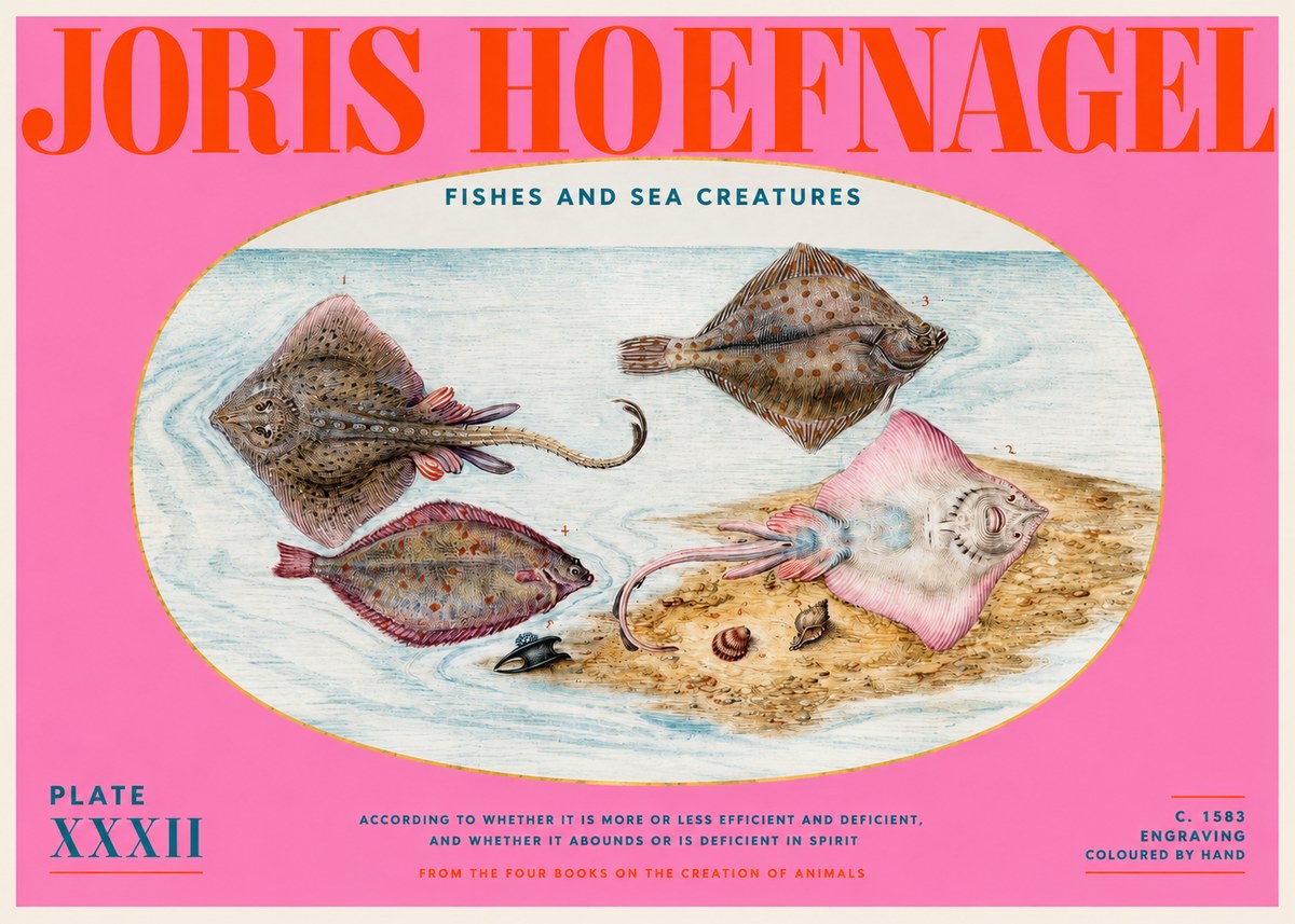 Joris Hoefnagel Study of Rays and Flatfish No6 - Plakát