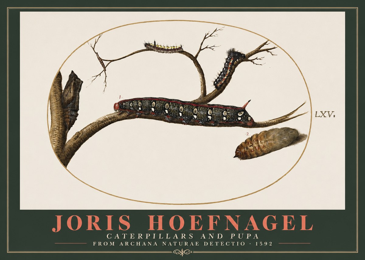 Joris Hoefnagel Caterpillars and Pupa No2 - Plakát