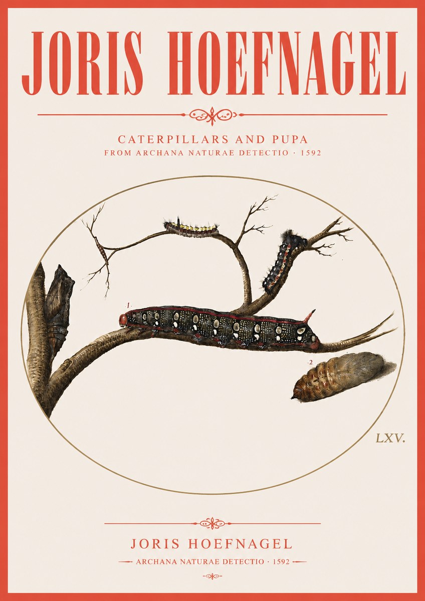 Joris Hoefnagel Caterpillars and Pupa No3 - Plakát