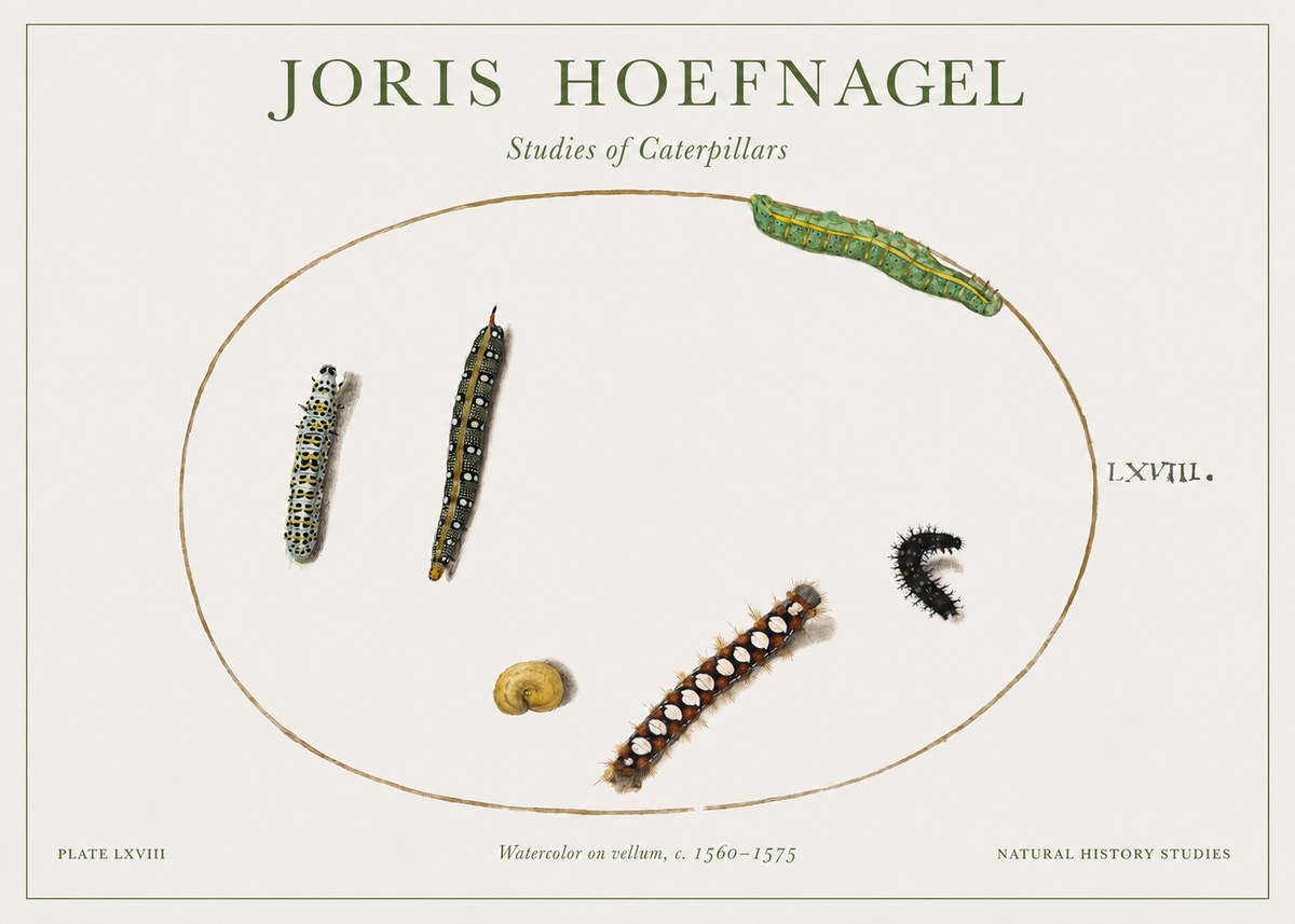 Joris Hoefnagel Studies of Caterpillars No1 - Plakát