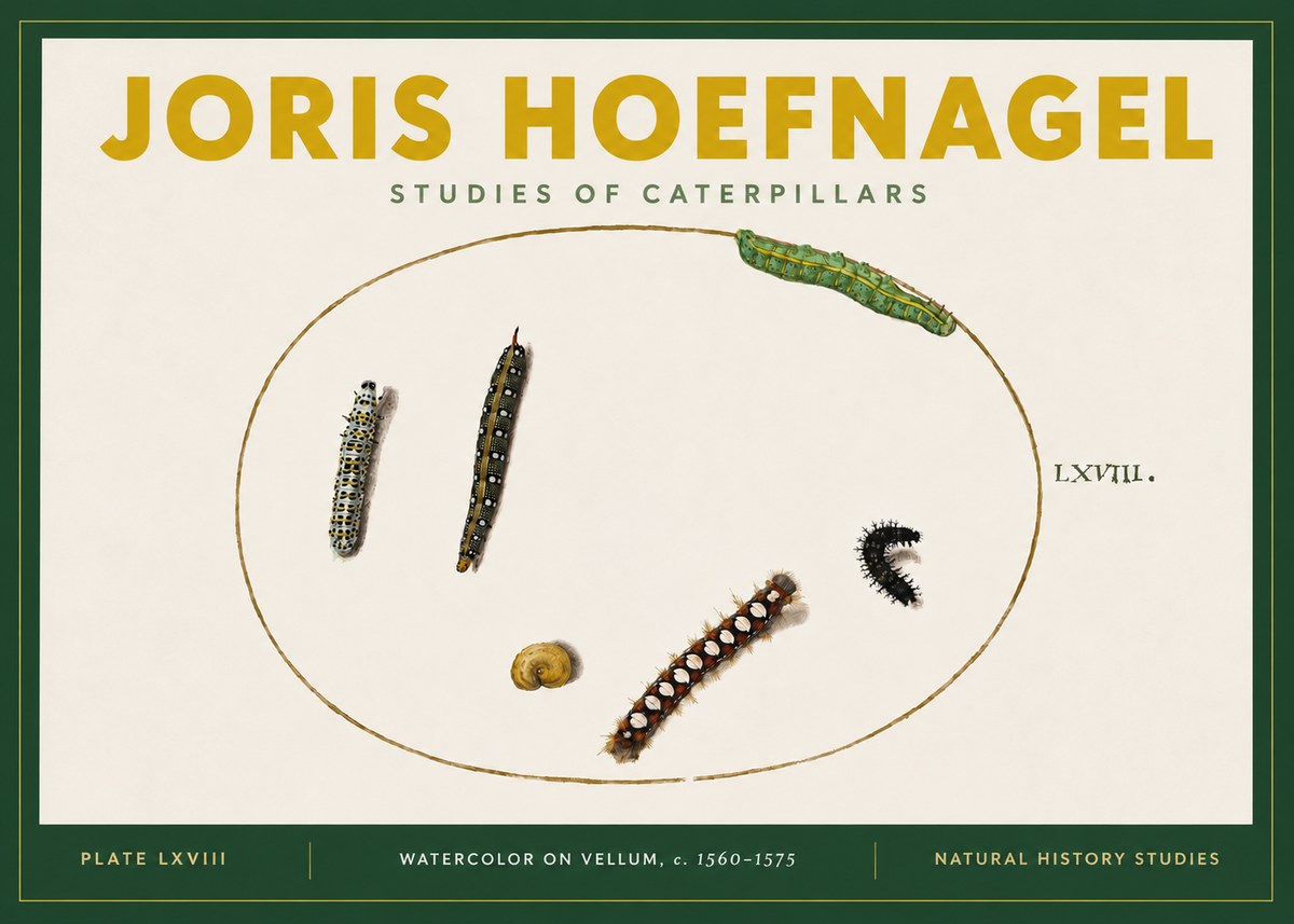 Joris Hoefnagel Studies of Caterpillars No4 - Plakát