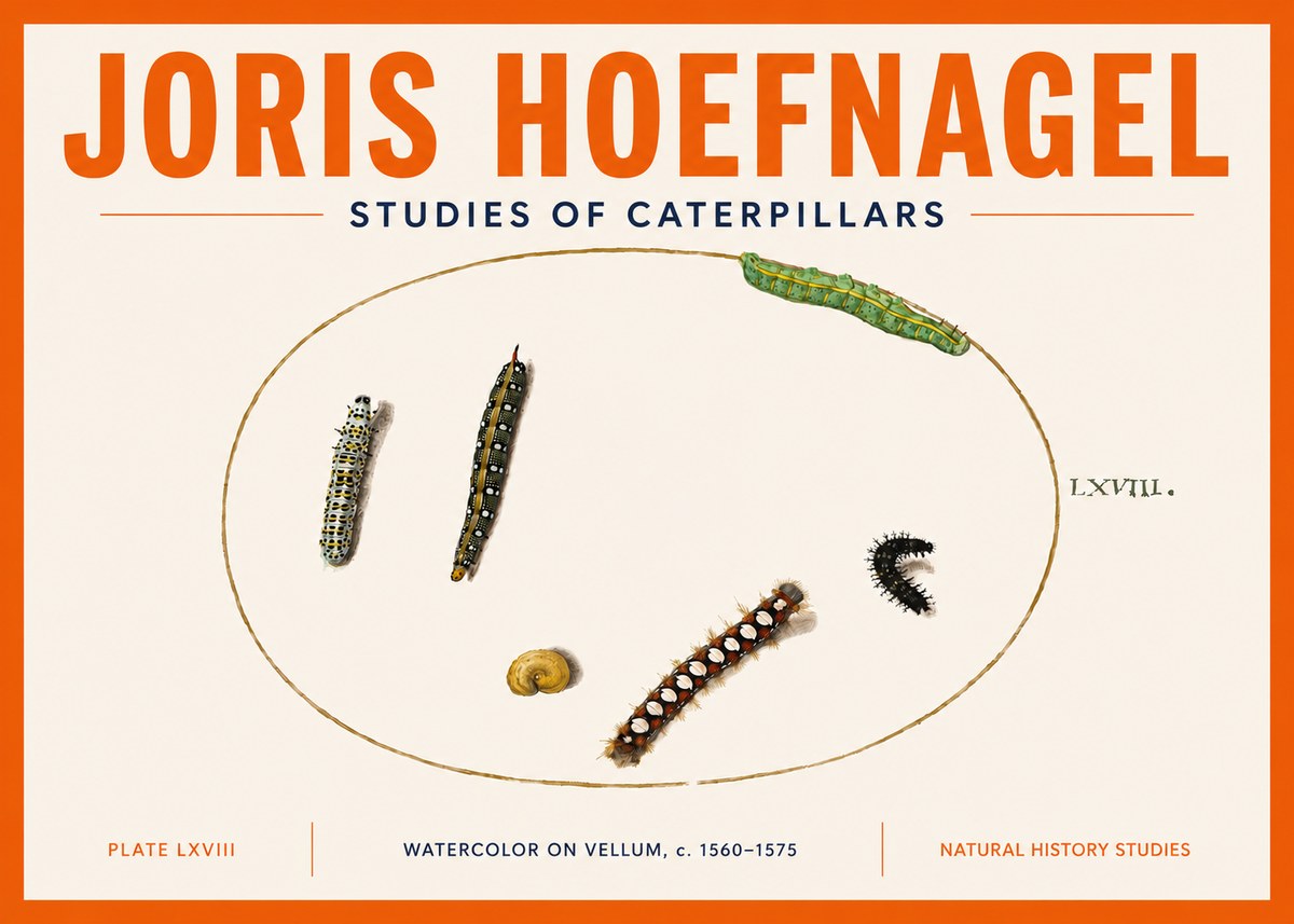 Joris Hoefnagel Studies of Caterpillars No5 - Plakát