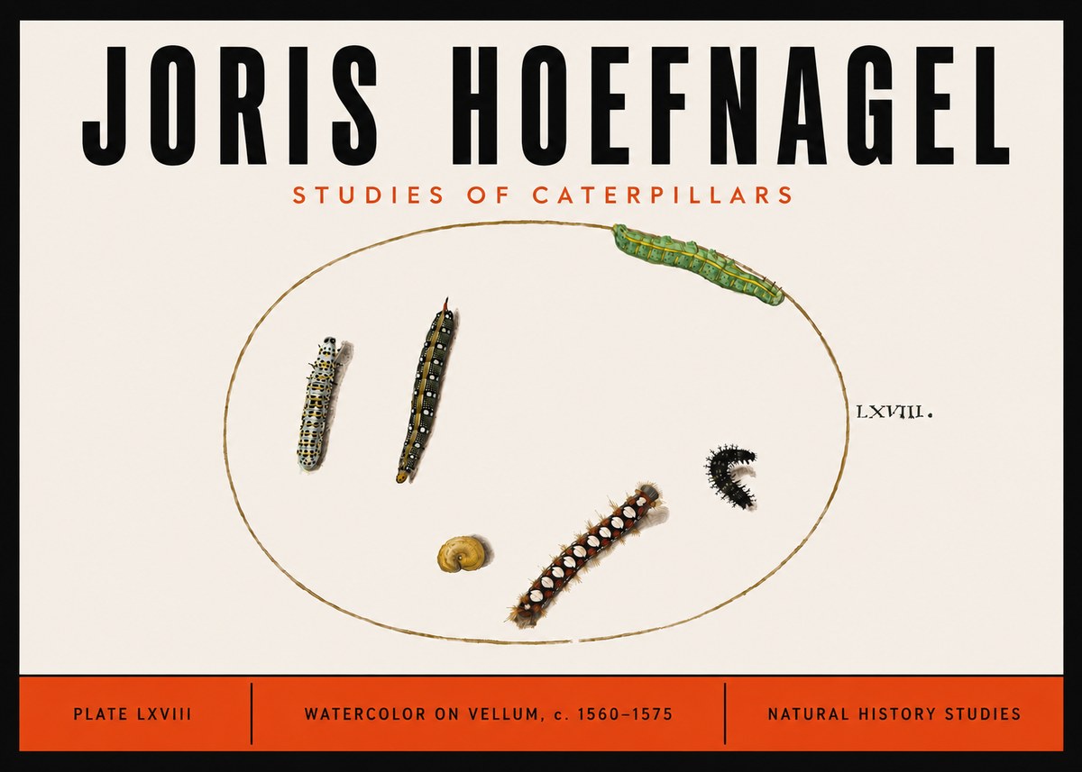 Joris Hoefnagel Studies of Caterpillars No6 - Plakát
