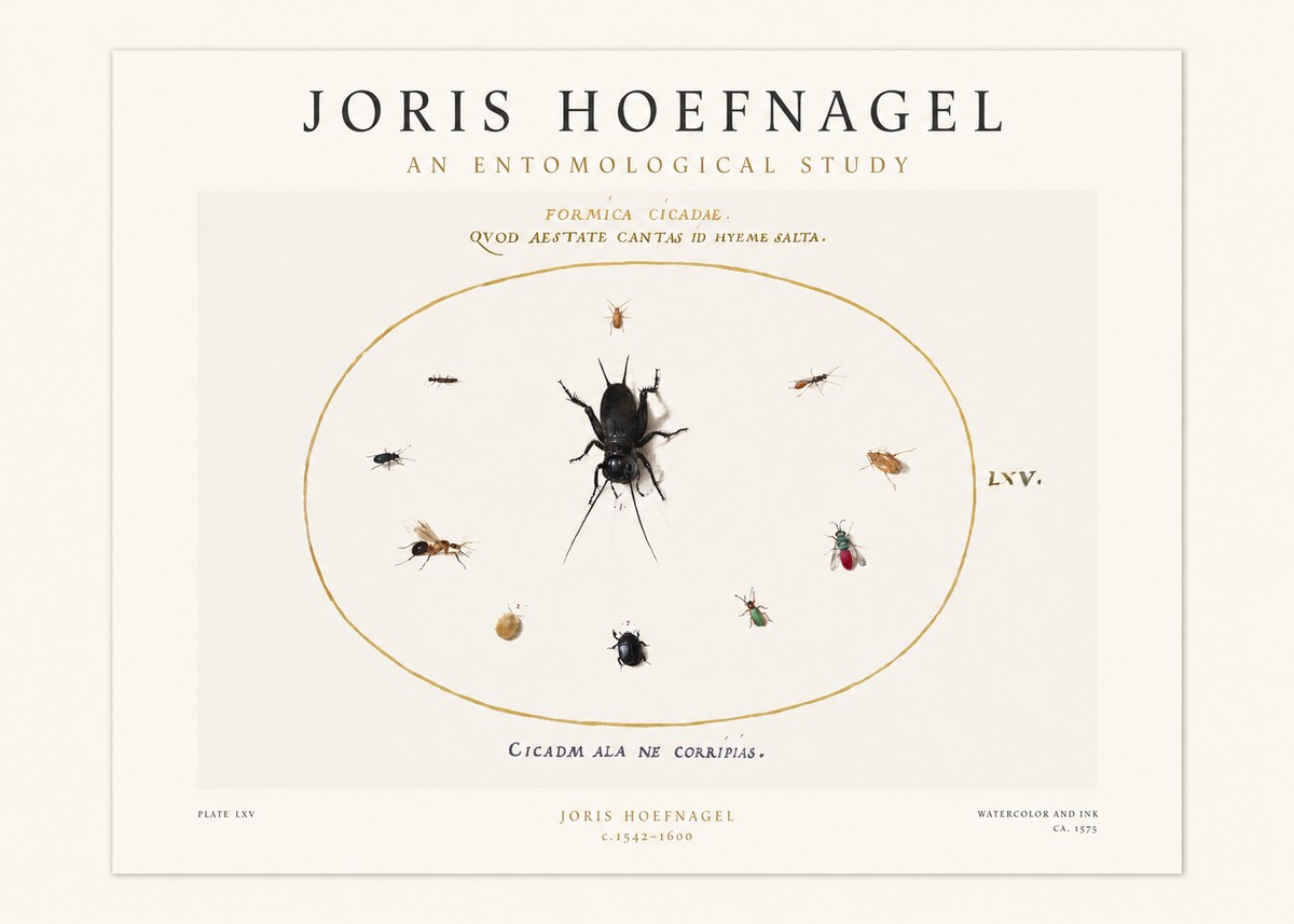 Joris Hoefnagel Formica Cicadae No1 - Plakát