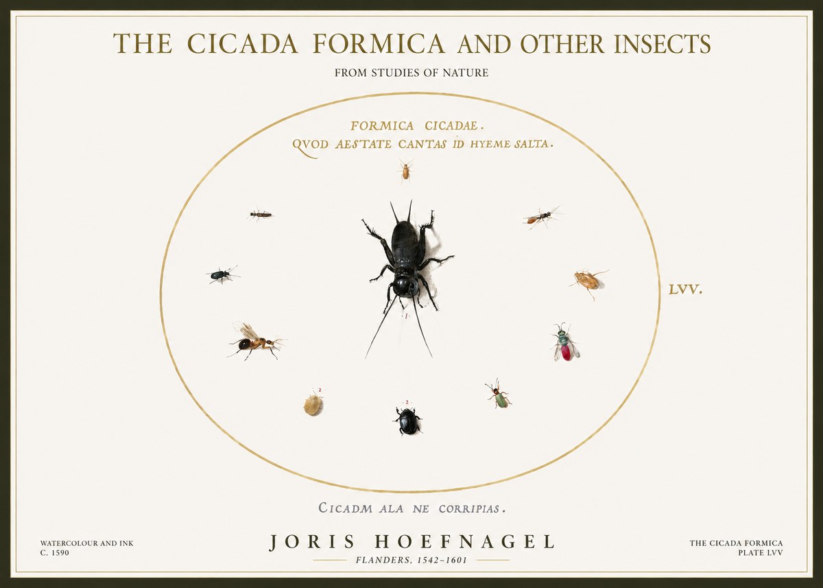 Joris Hoefnagel Formica Cicadae No5 - Plakát