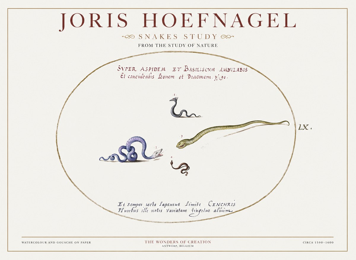 Joris Hoefnagel Studies of Serpents No2 - Plakát