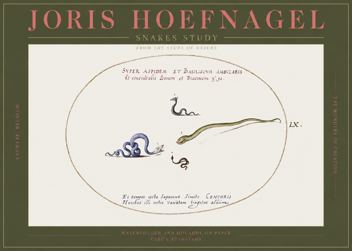 Joris Hoefnagel Studies of Serpents No3 - Plakát
