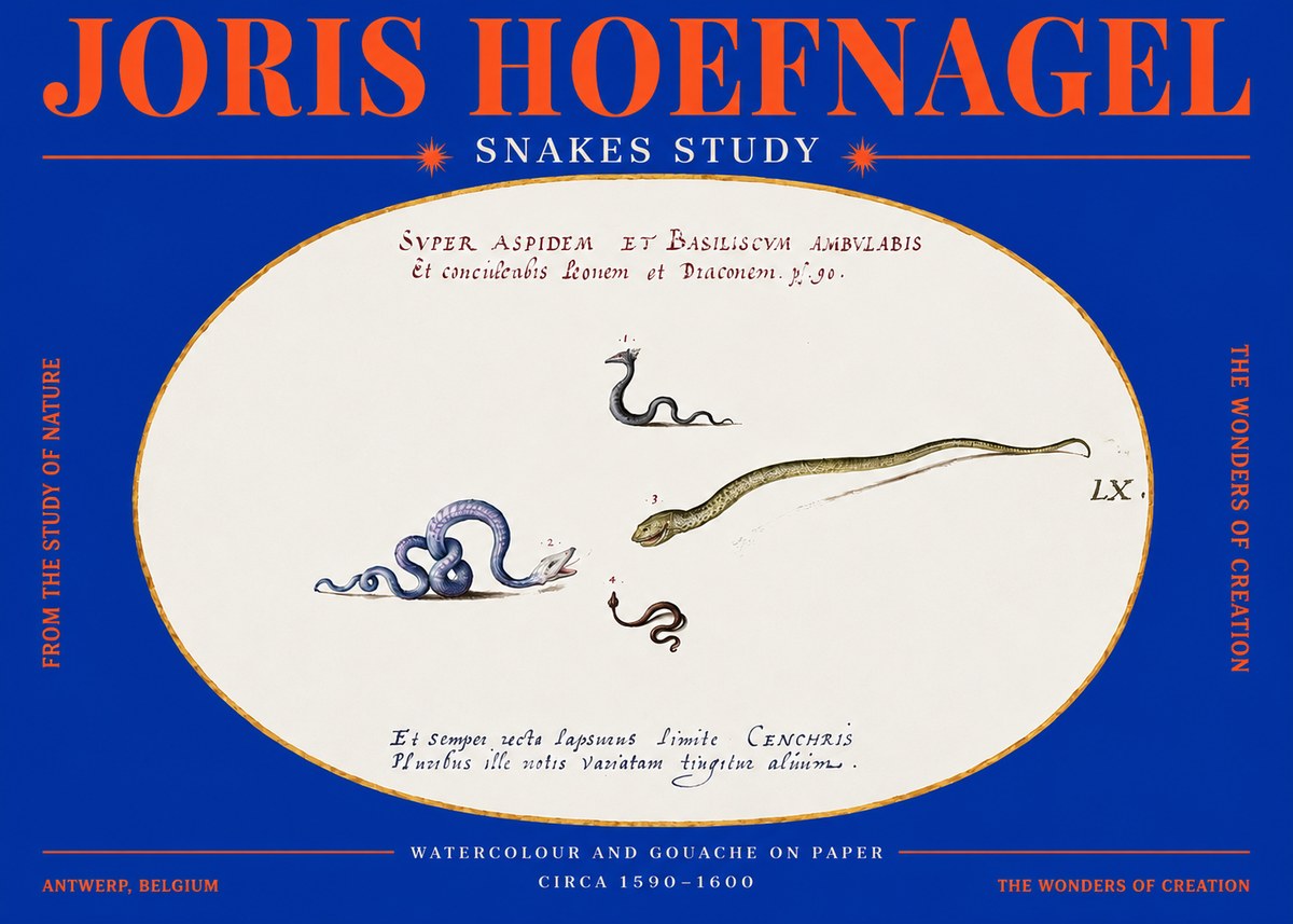 Joris Hoefnagel Studies of Serpents No4 - Plakát