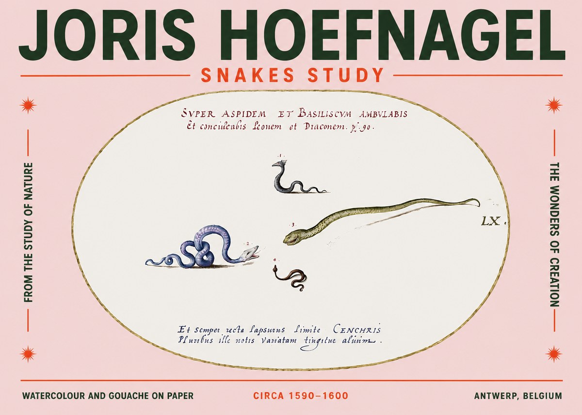 Joris Hoefnagel Studies of Serpents No5 - Plakát