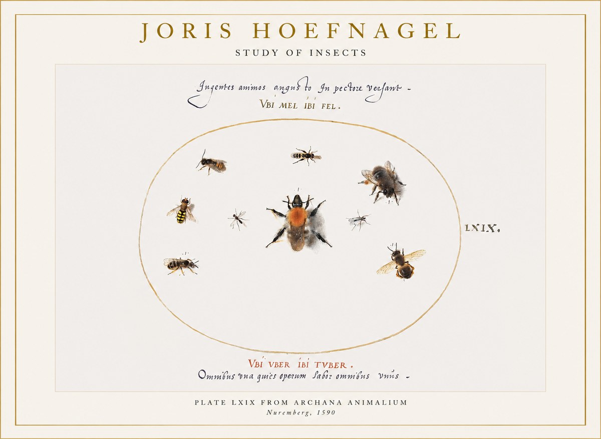 Joris Hoefnagel Insects Study II No6 - Plakát