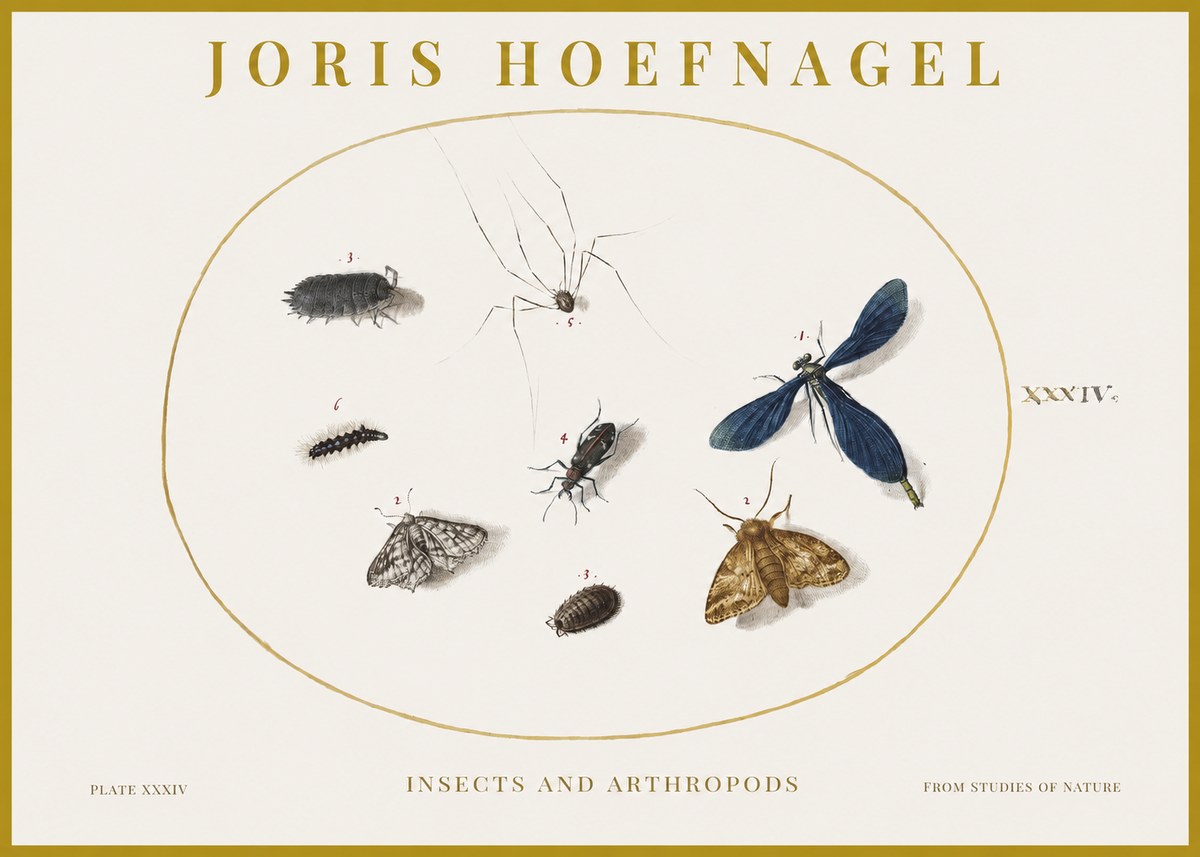 Joris Hoefnagel Insects and Arthropods No1 - Plakát