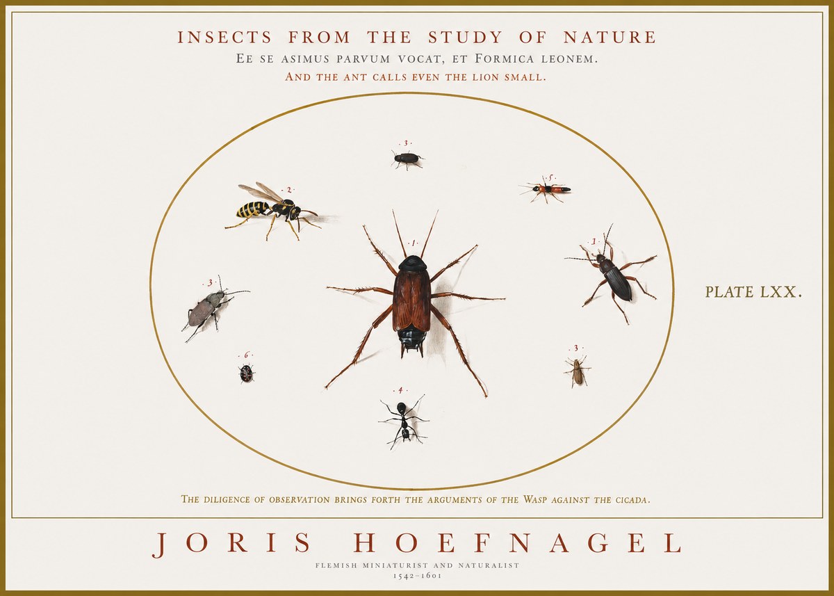 Joris Hoefnagel Insects from the Study of Nature No1 - Plakát