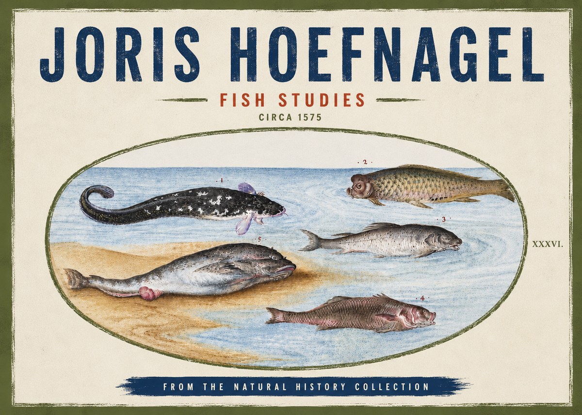 Joris Hoefnagel Fish Studies No4 - Plakát