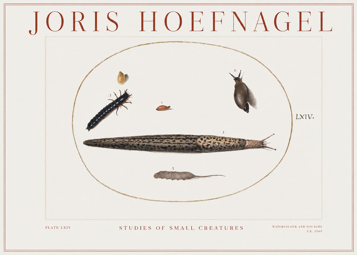 Joris Hoefnagel Plate Lxiv No2 - Plakát