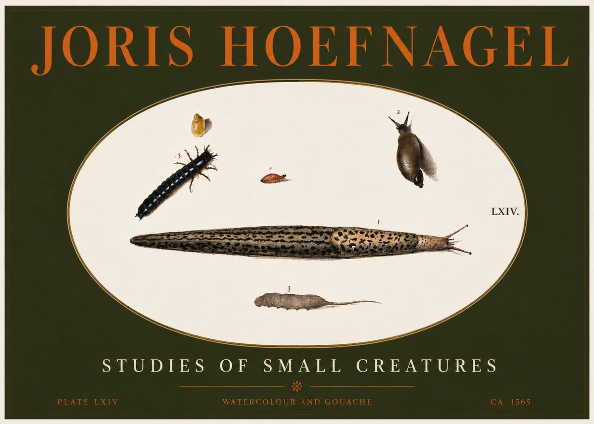 Joris Hoefnagel Plate Lxiv No4 - Plakát