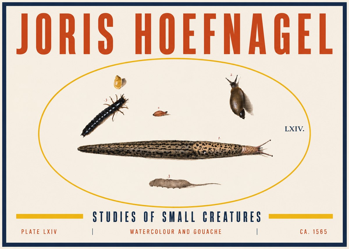 Joris Hoefnagel Plate Lxiv No6 - Plakát