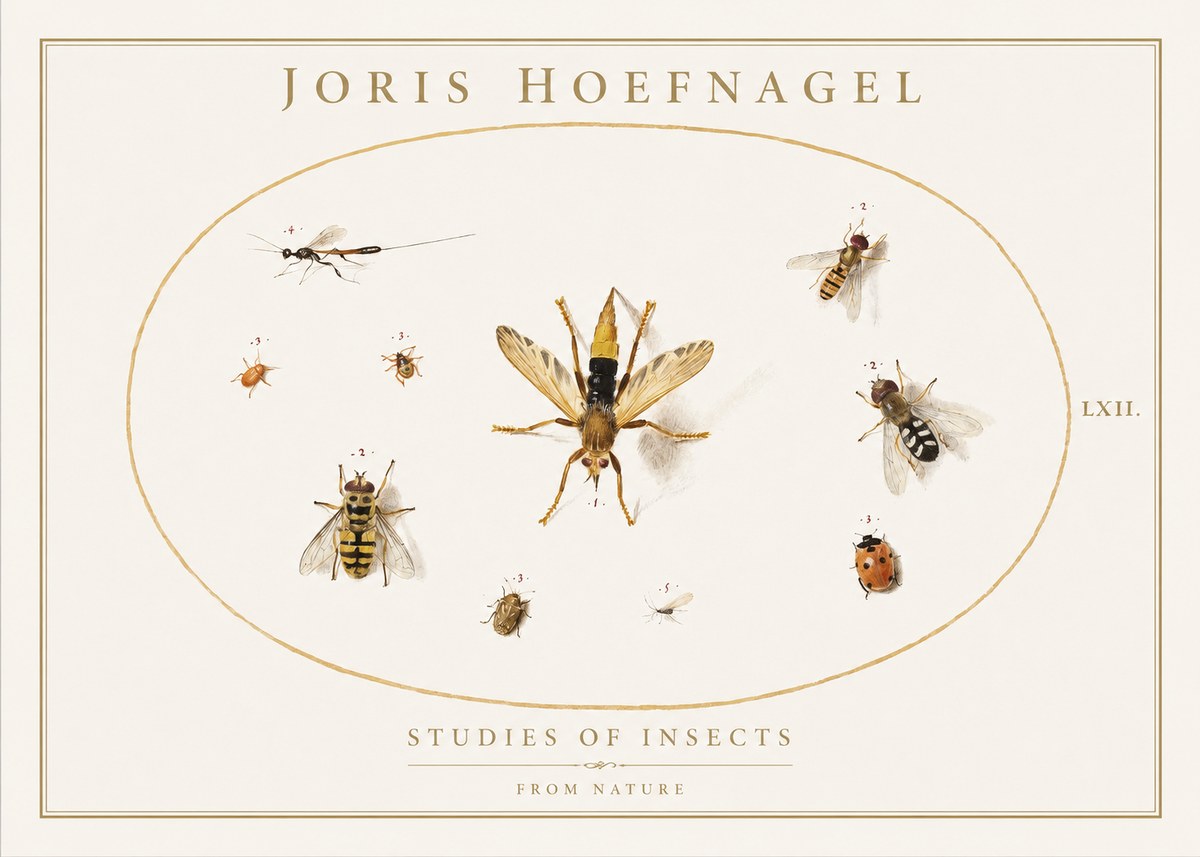 Joris Hoefnagel Studies of Insects IV No1 - Plakát