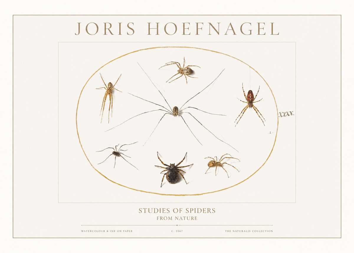 Joris Hoefnagel Studies of Spiders from Nature No1 - Plakát