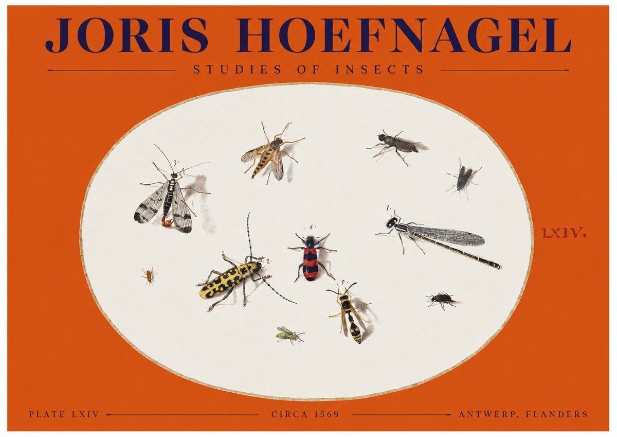 Joris Hoefnagel Studies of Insects - Plate Lxiv No2 - Plakát