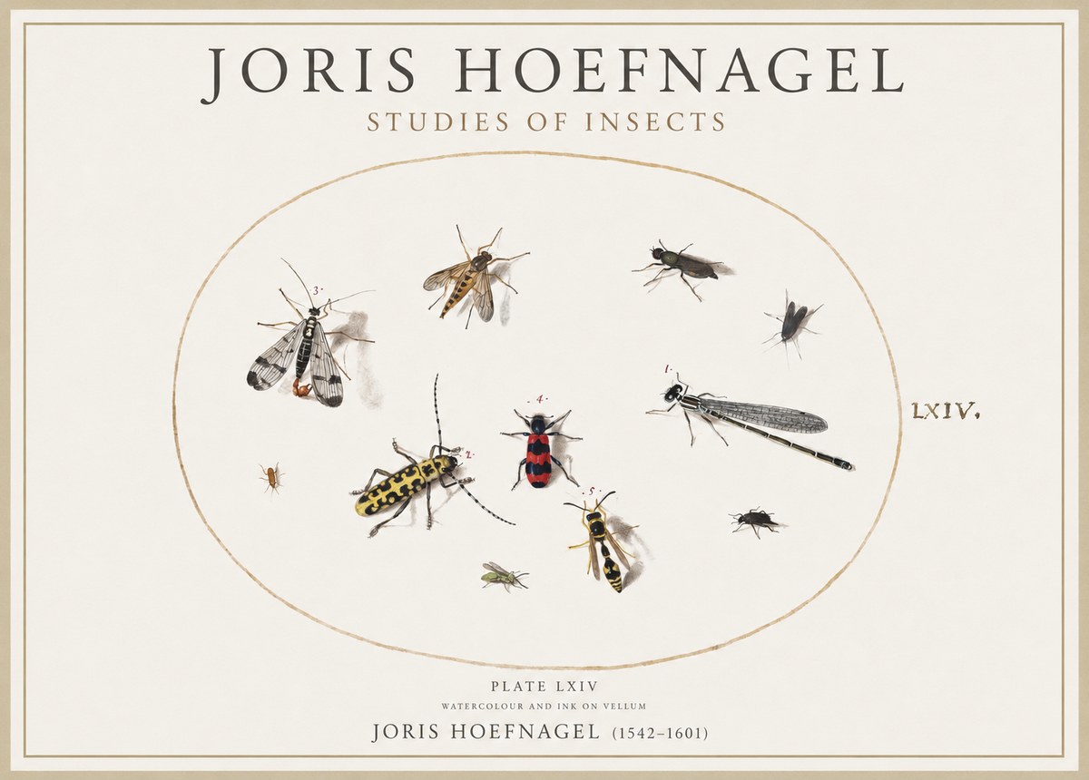 Joris Hoefnagel Studies of Insects - Plate Lxiv No4 - Plakát