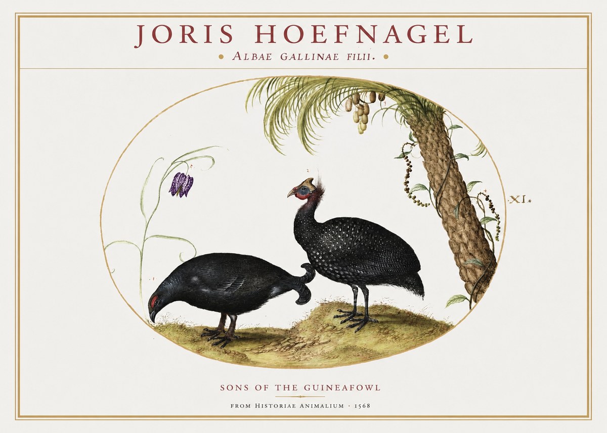 Joris Hoefnagel Albae Gallinae Filii. No2 - Plakát