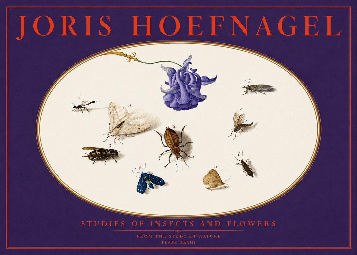 Joris Hoefnagel Studies of Insects and Flowers No6 - Plakát