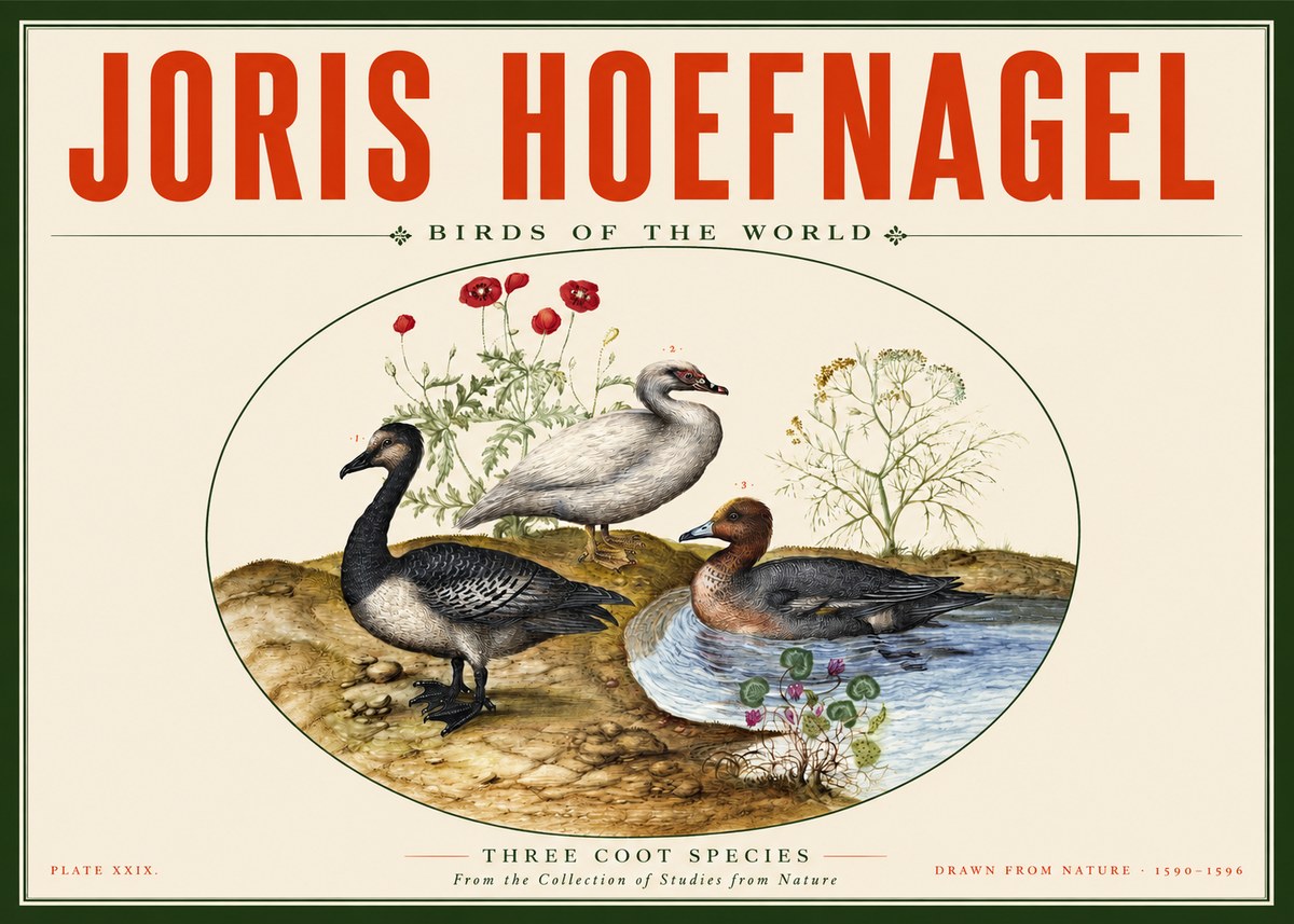 Joris Hoefnagel Three Coot Species No2 - Plakát