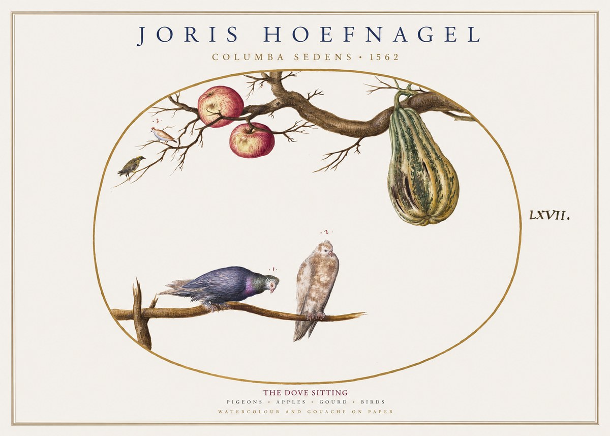 Joris Hoefnagel Pigeons Sitting. No2 - Plakát