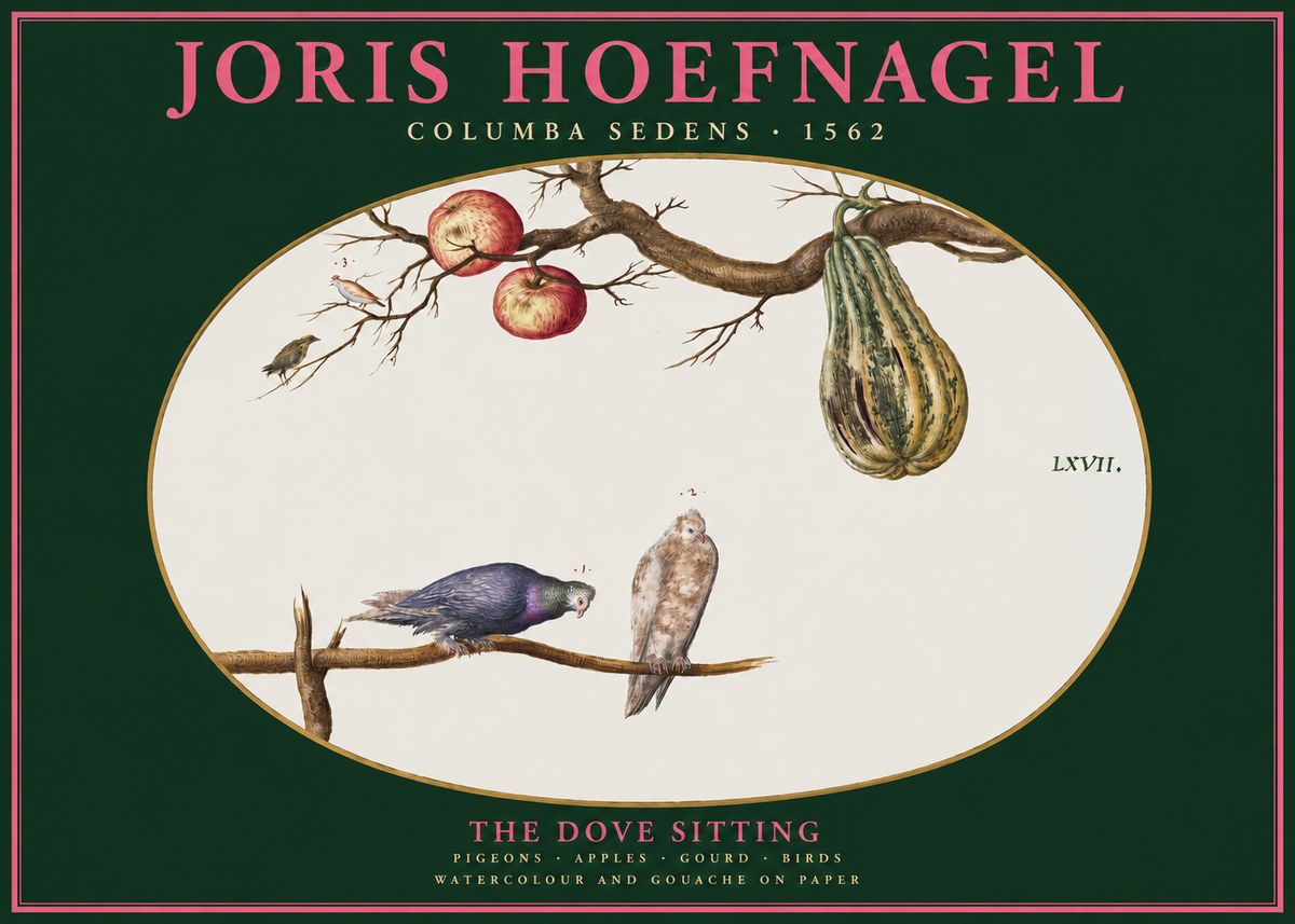 Joris Hoefnagel Pigeons Sitting. No3 - Plakát