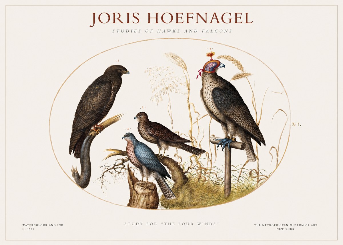 Joris Hoefnagel Studies of Hawks and Falcons No1 - Plakát
