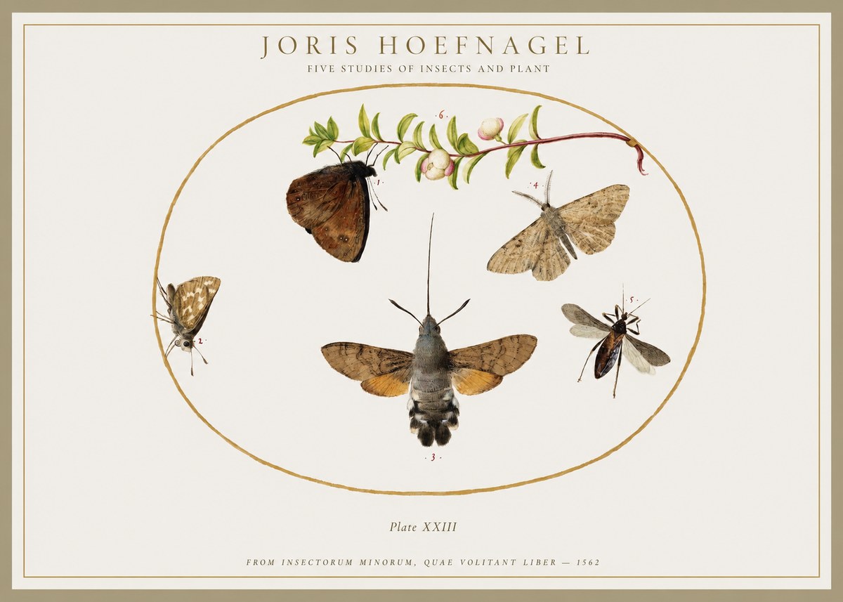 Joris Hoefnagel Five Studies of Insects and Plant No1 - Plakát