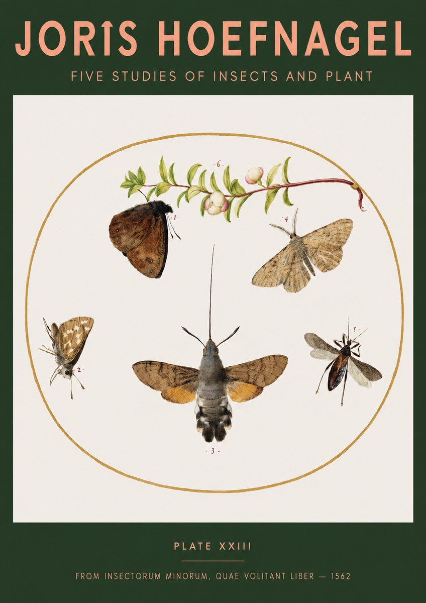 Joris Hoefnagel Five Studies of Insects and Plant No3 - Plakát