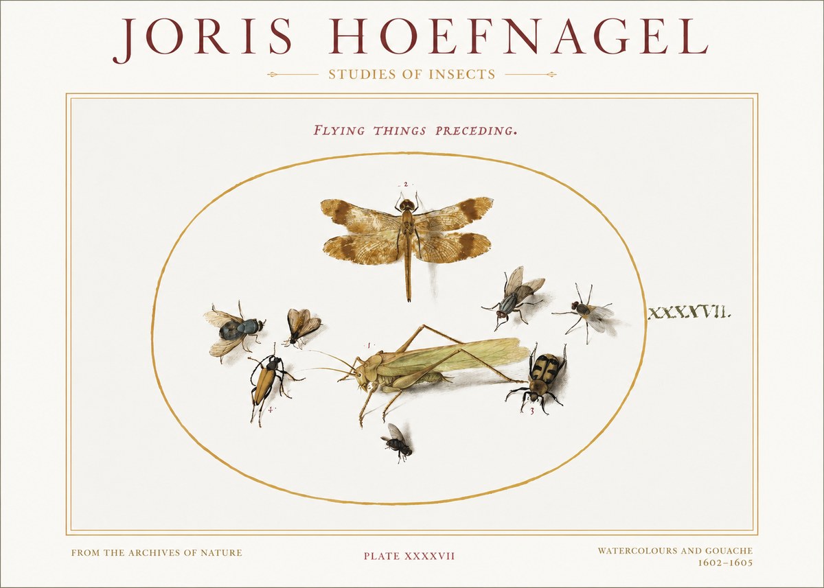 Joris Hoefnagel Flying Things Preceding. No1 - Plakát