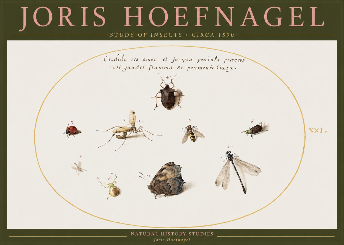 Joris Hoefnagel Study of Insects • Circa 1590 No2 - Plakát