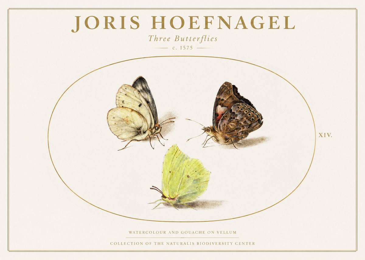 Joris Hoefnagel Three Butterflies II No1 - Plakát