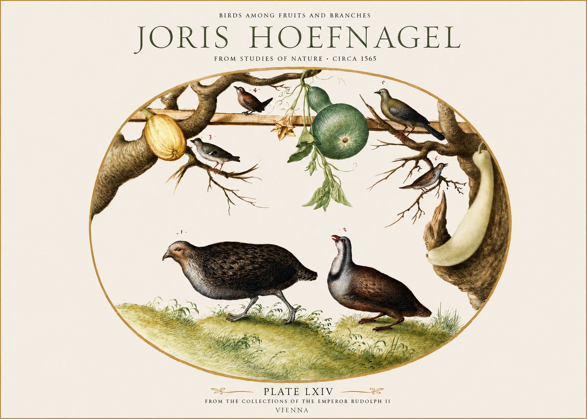 Joris Hoefnagel Birds Among Fruits and Branches No1 - Plakát