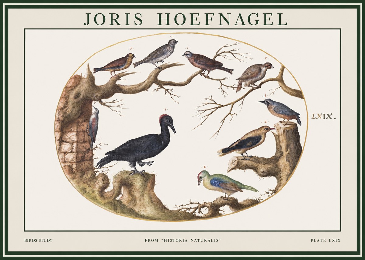 Joris Hoefnagel Birds in an Oval Frame No2 - Plakát