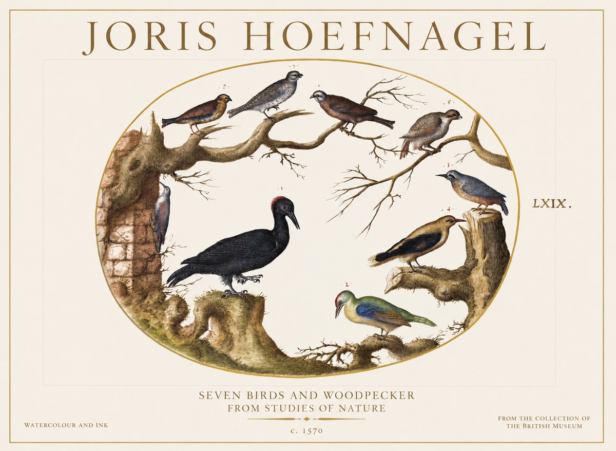 Joris Hoefnagel Birds in an Oval Frame No6 - Plakát