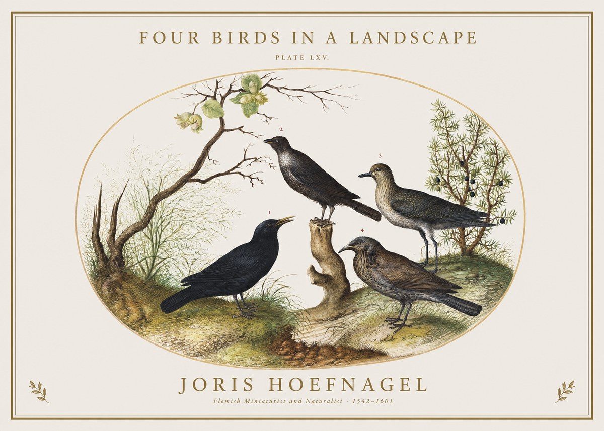 Joris Hoefnagel Four Birds in a Landscape No1 - Plakát