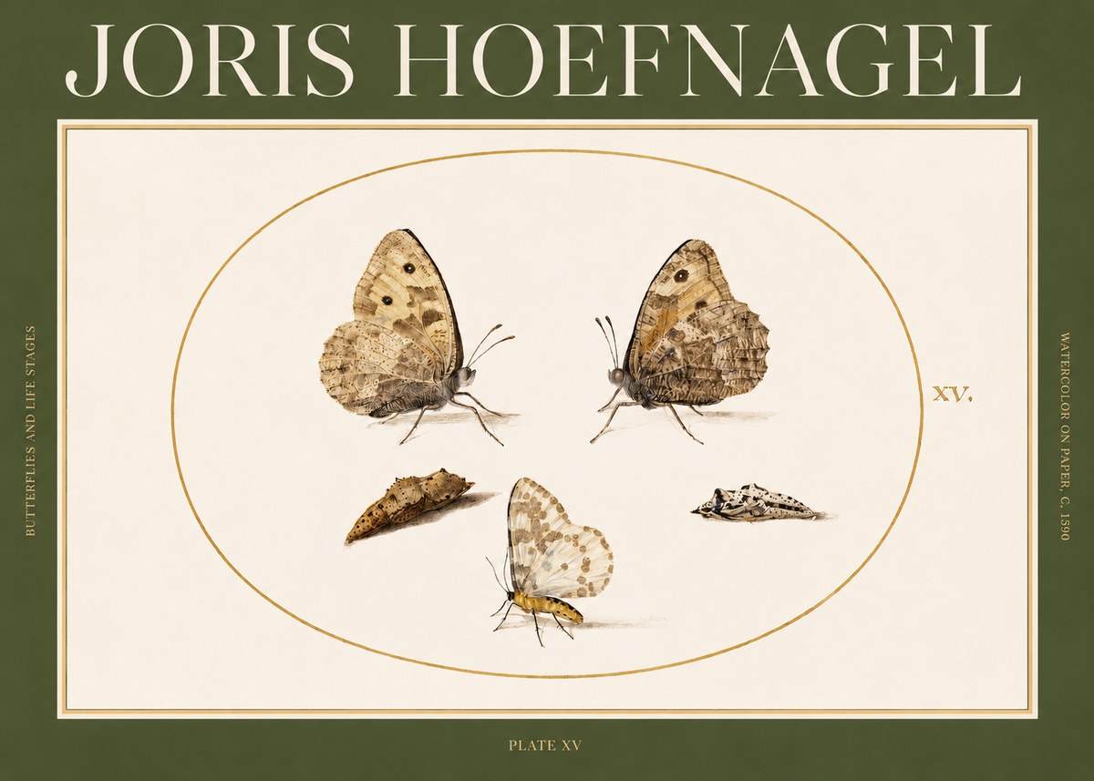 Joris Hoefnagel Butterflies and Life Stages - Plate Xv No2 - Plakát