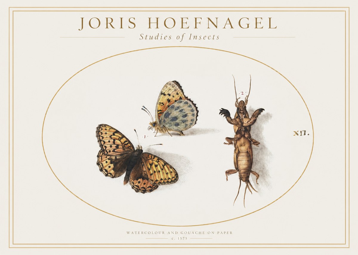 Joris Hoefnagel Studies of Insects Xii No1 - Plakát